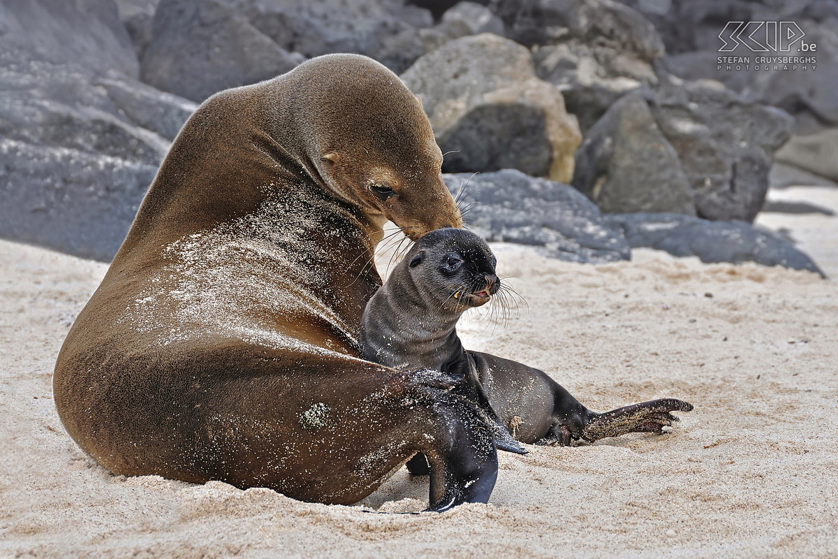 Galapagos - San Cristobal - Playa Mann - Sea lion nursing her cub Finally we took a fast boat to the island of San Cristobal. On this island large colonies of sea lions (zalophus wollebacki) can be found. This sealion is nursing her cub. Stefan Cruysberghs